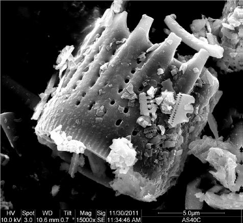 Basalt Diatom