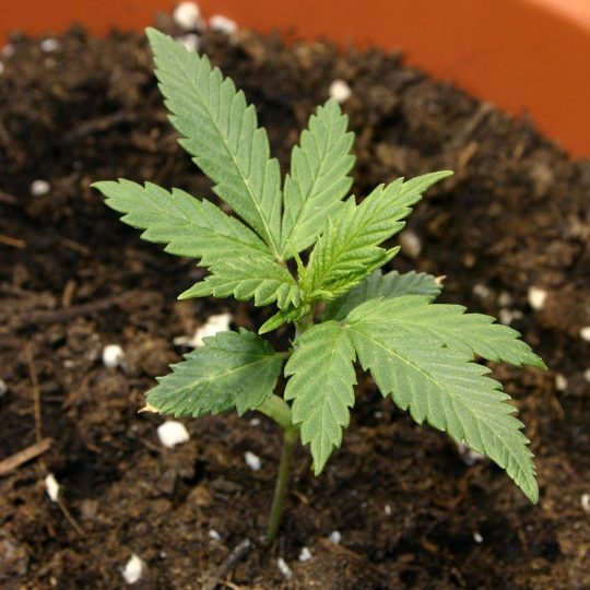 Cannabis Growing