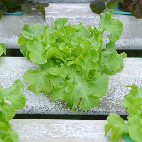 Horticulture