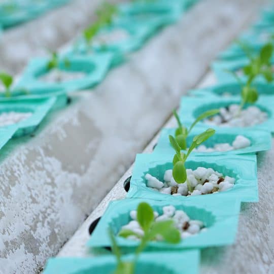 Perlite and Vermiculite in a Soilless Mix