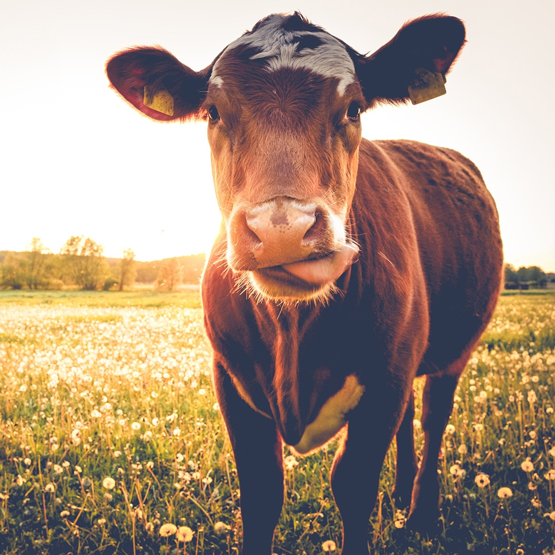 How to Choose the Best Animal Feed Additive · Dicalite Management Group
