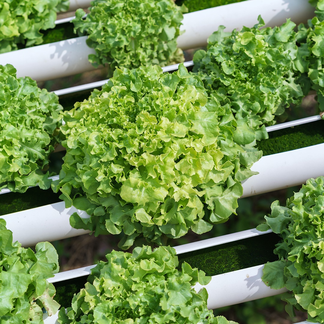 Image of Perlite used in a hydroponics system