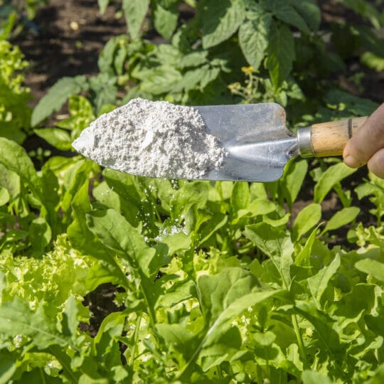diatomaceous earth