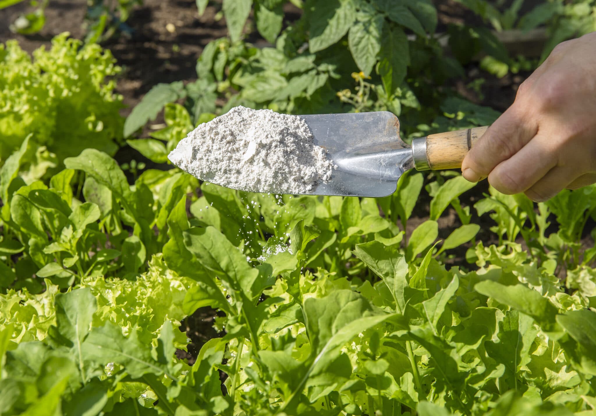 The Importance of Soluble Silicon for Plant Health