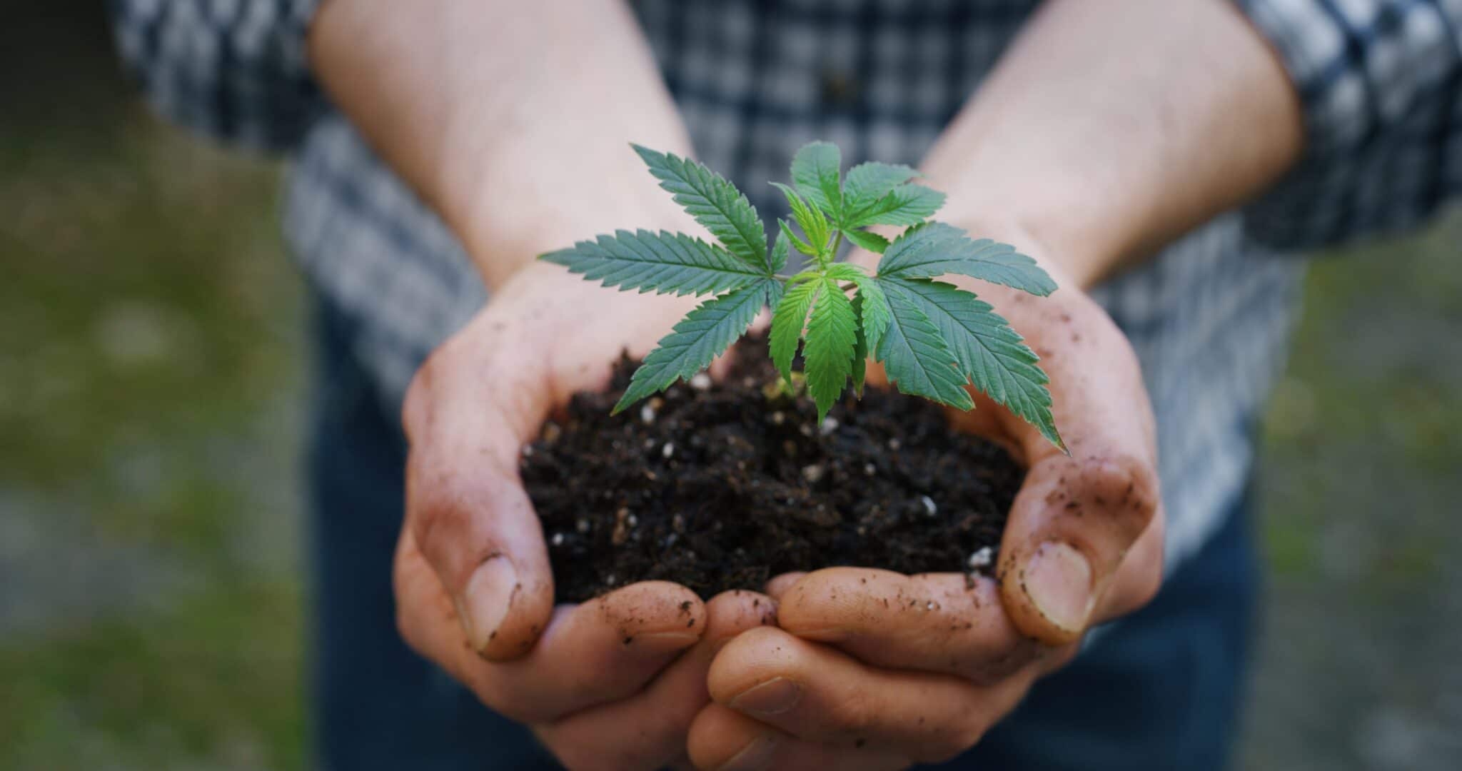 National Hemp Month