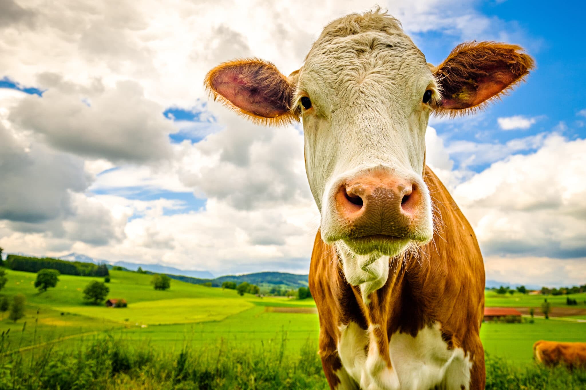 Minerals on the Farm How Diatomaceous Earth, Perlite, and Vermiculite