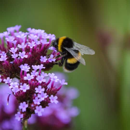 Celebrate National Pollinator Week with Minerals