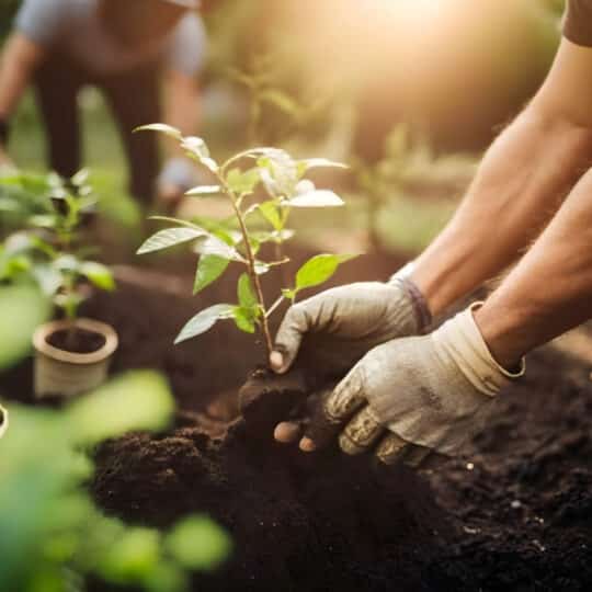 naturally improve garden